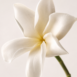 Hilton Head Soap Co. | Award-Winning Clean Beauty - Cocotropic™ Room Mist