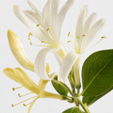 Hilton Head Soap Co. | Award-Winning Clean Beauty - Sundrenched™ Room Mist